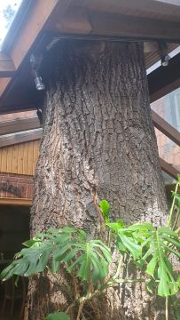 BLOG_Baum4.jpg