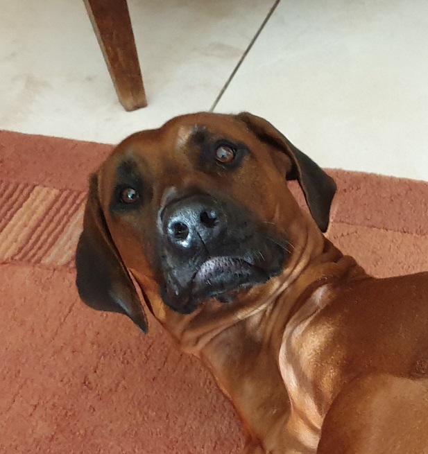 BLOG_Hund2.jpg
