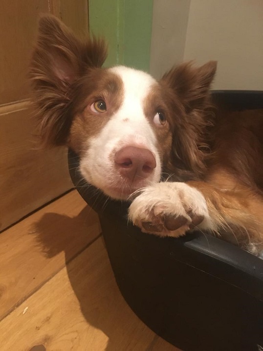 BLOG_Hund3.jpg
