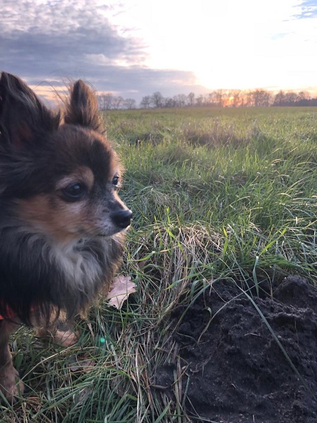 BLOG_Hund4.jpg